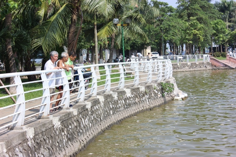 Cá Hồ Tây bất ngờ chết hàng loạt, người dân vẫn lấy về sử dụng ca ho tay bat ngo chet hang loat nguoi dan van lay ve su dung