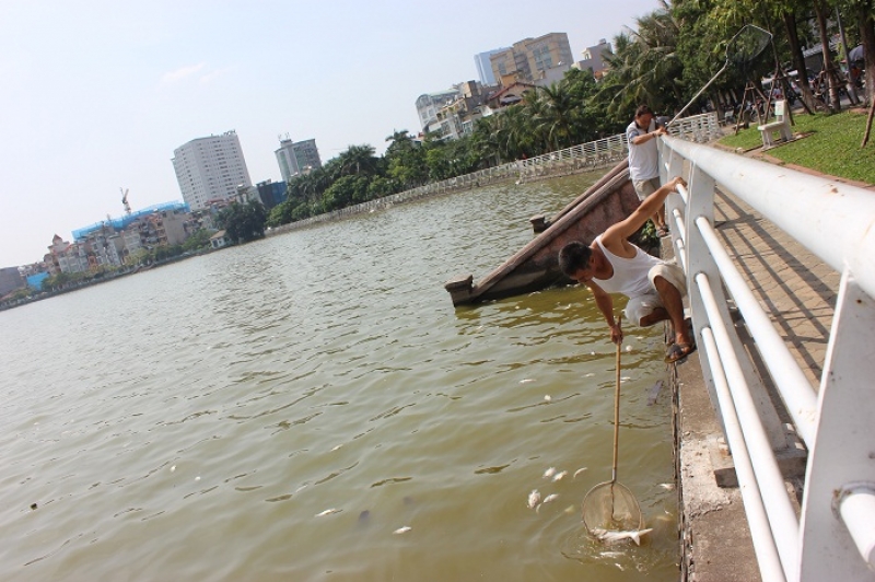 Cá Hồ Tây bất ngờ chết hàng loạt, người dân vẫn lấy về sử dụng ca ho tay bat ngo chet hang loat nguoi dan van lay ve su dung