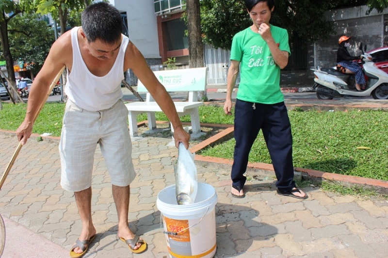 Cá Hồ Tây bất ngờ chết hàng loạt, người dân vẫn lấy về sử dụng ca ho tay bat ngo chet hang loat nguoi dan van lay ve su dung