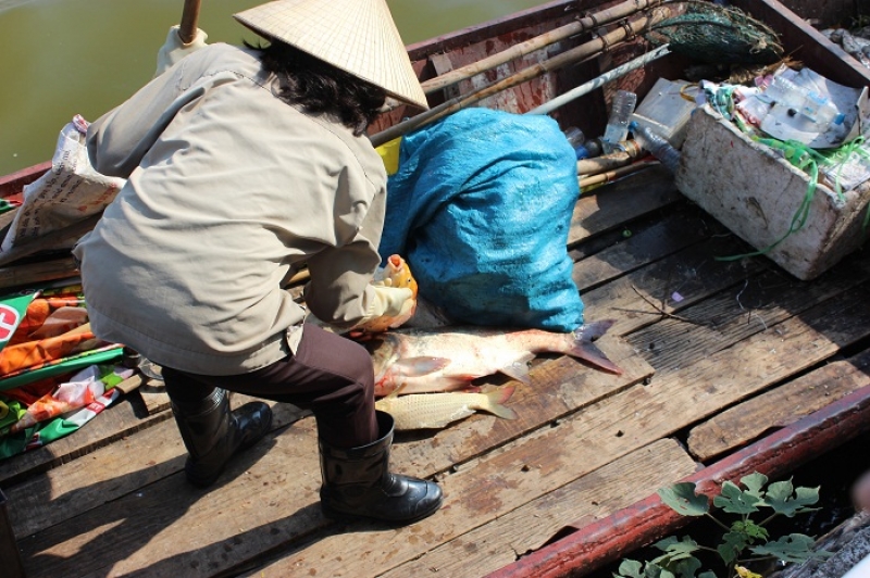Cá Hồ Tây bất ngờ chết hàng loạt, người dân vẫn lấy về sử dụng ca ho tay bat ngo chet hang loat nguoi dan van lay ve su dung
