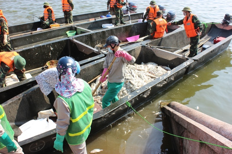 Hà Nội: Hơn 600 người đang miệt mài xử lý cá chết tại hồ Tây ha noi hon 600 nguoi dang miet mai xu ly ca chet tai ho tay