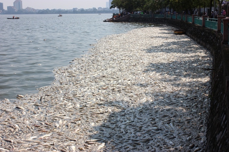 Hà Nội: Hơn 600 người đang miệt mài xử lý cá chết tại hồ Tây ha noi hon 600 nguoi dang miet mai xu ly ca chet tai ho tay
