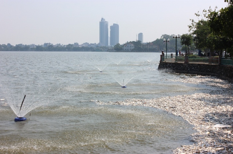 Hà Nội: Hơn 600 người đang miệt mài xử lý cá chết tại hồ Tây ha noi hon 600 nguoi dang miet mai xu ly ca chet tai ho tay