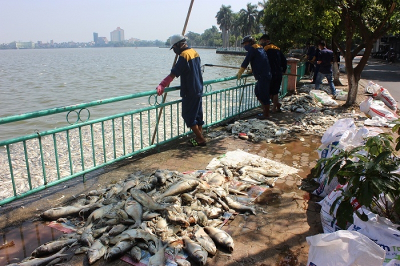 Hà Nội: Hơn 600 người đang miệt mài xử lý cá chết tại hồ Tây ha noi hon 600 nguoi dang miet mai xu ly ca chet tai ho tay