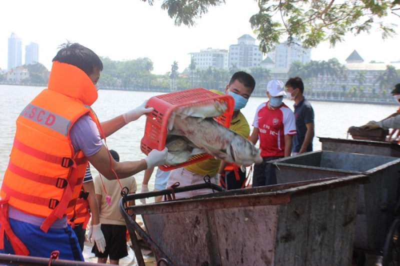 Hà Nội: Hơn 600 người đang miệt mài xử lý cá chết tại hồ Tây ha noi hon 600 nguoi dang miet mai xu ly ca chet tai ho tay