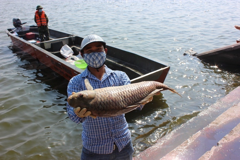 Hà Nội: Hơn 600 người đang miệt mài xử lý cá chết tại hồ Tây ha noi hon 600 nguoi dang miet mai xu ly ca chet tai ho tay