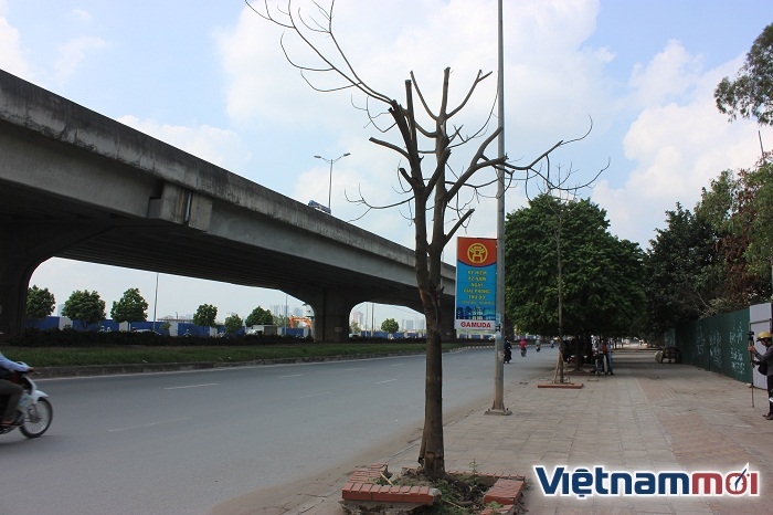 ha noi gan tram cay xanh moi trong da chet so xay dung yeu cau khac phuc