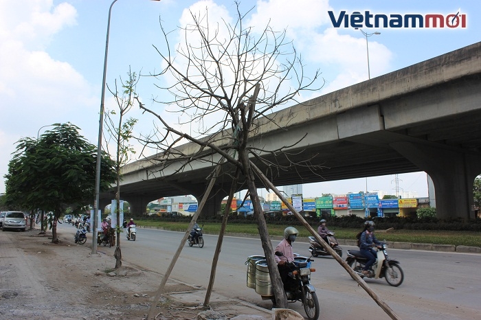 ha noi hang cay kho tren duong vanh dai 3 da duoc thay the