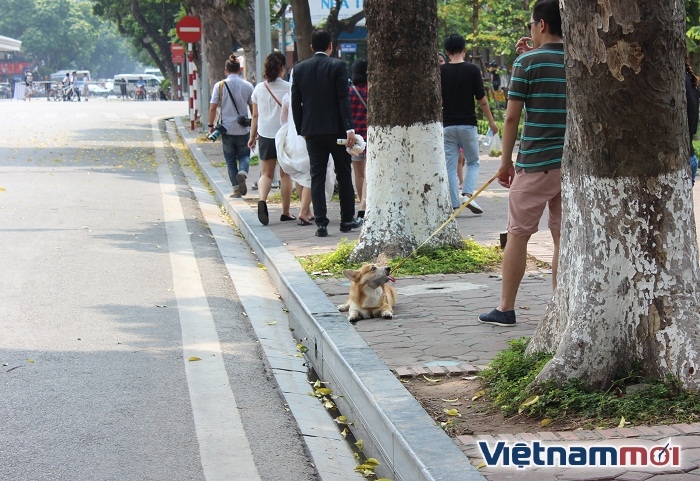 Bất chấp lệnh cấm, nhiều người vẫn thản nhiên không rọ mõm vật nuôi bat chap lenh cam nhieu nguoi van than nhien khong ro mom cho