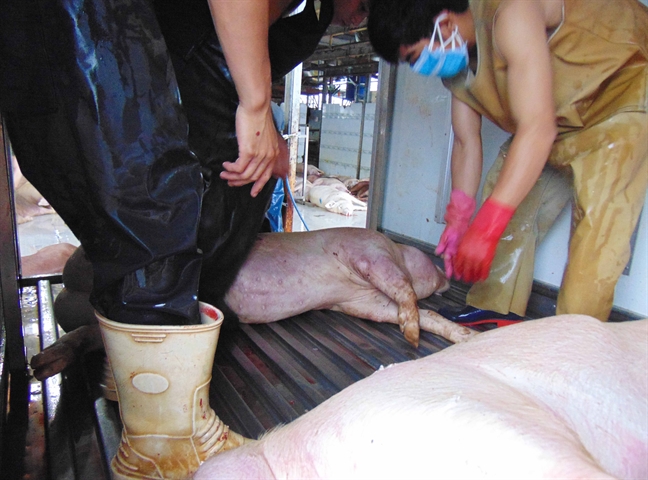 can canh heo luoc nguyen con truoc khi dem tieu huy