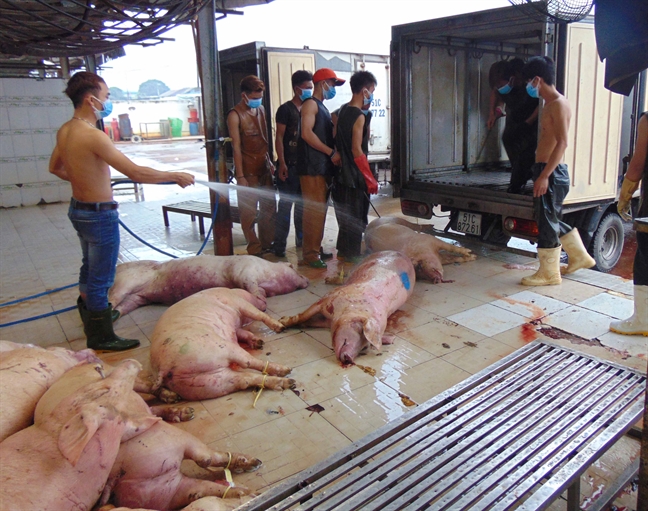 can canh heo luoc nguyen con truoc khi dem tieu huy