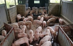 Giá heo hơi hôm nay 6/12: Miền Trung có giá tốt nhất cả nước