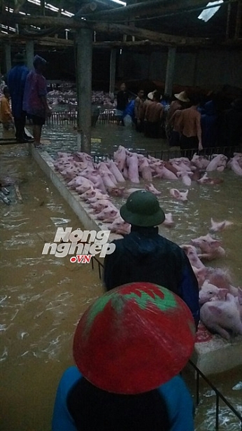 du bao gia heo hoi xuat chuong ngay 1210 mua lon hang nghin con lon boi trong nuoc tai thanh hoa