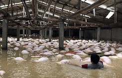Giá heo hơi hôm nay 13/10: Lý giải nguyên nhân heo liên tục rớt giá