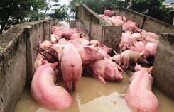 Dự báo giá lợn hơi xuất chuồng ngày 14/10: 'Chúng tôi bất lực nhìn bầy lợn đuối dần'