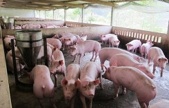Giá heo hơi tuần qua 11/12 - 17/12: Giá heo miền Bắc liên tục tăng
