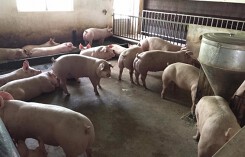 Giá heo hơi hôm nay 17/10: Giá heo sẽ phục hồi nhẹ vào cuối năm