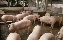 Giá heo (lợn) hơi hôm nay 3/1: Giảm 2.000 đồng/kg ở miền Nam