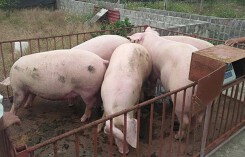 Giá heo (lợn) hơi hôm nay (21/10): Giảm nhiều nhất ở miền Nam