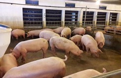 Giá heo hơi hôm nay 26/1: Có nơi đạt 38.000 đồng