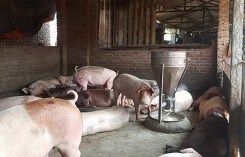 Dự báo giá heo hơi xuất chuồng ngày 12/3: Giá heo Trung Quốc tăng, giá heo Việt Nam có phục hồi?