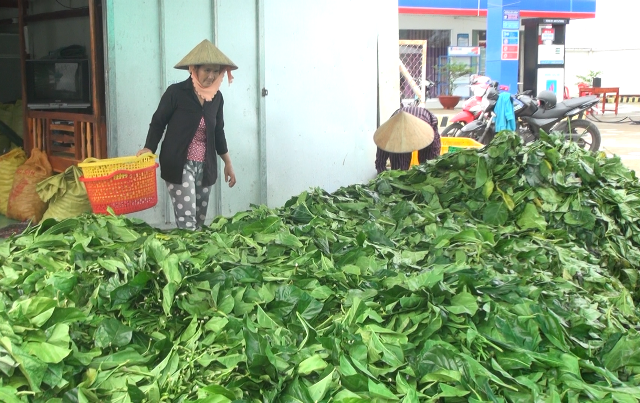 ca mau khan truong kiem tra viec thuong lai mua la nhau tuoi bat thuong