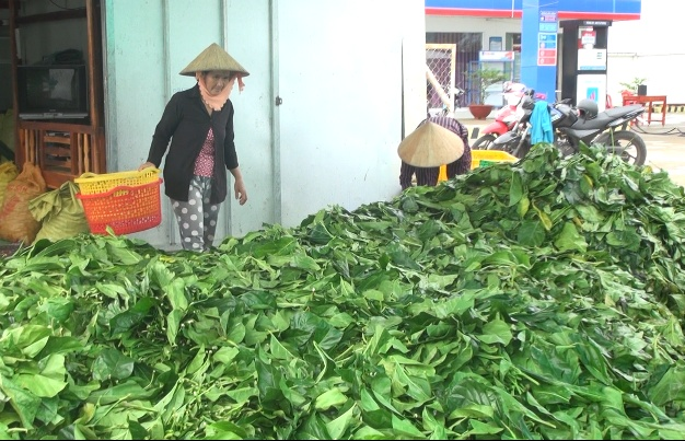 ca mau chua phat hien thuong lai nuoc ngoai nao trong vu thu mua la nhau bat thuong