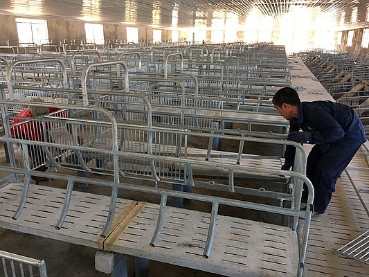 gia heo lon hoi hom nay 2710 mien bac co noi giam 2000 3000 dong