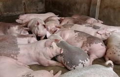 Dự báo giá heo hơi xuất chuồng ngày 12/1: Liệu giá heo có tiếp tục tăng?
