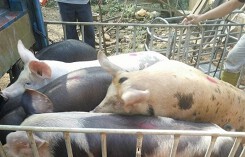 Giá heo (lợn) hơi hôm nay (11/11): Một tuần giá heo liên tục giảm