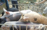 cp viet nam bat tay nong dan chan nuoi heo theo chuoi khep kin