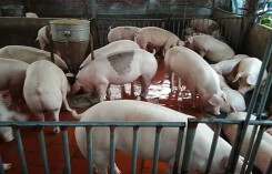 Giá heo (lợn) hơi hôm nay (17/12): Miền Nam tăng 1.000 - 2.000 đồng/kg