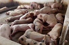 Dự báo giá heo hơi xuất chuồng ngày 23/1: Giá heo hơi chưa thể tăng mạnh