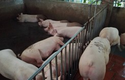 Giá heo hơi hôm nay 29/3: Tổng đàn lợn tiếp tục giảm