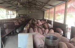 Giá heo hơi hôm nay 7/6: Miền Bắc lại giảm, miền Nam tăng nhẹ