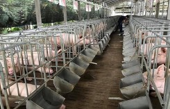 Giá heo hơi hôm nay 1/4: Đầu tháng giá heo ổn định đợi tín hiệu tốt từ thị trường