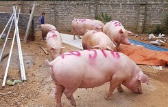 Giá heo (lợn) hơi hôm nay (14/11): Đồng Nai giảm gần 1.000 đồng/kg