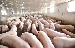 Dự báo giá heo hơi xuất chuồng ngày 27/1: TP.HCM bắt 4 tấn thịt bẩn