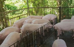 Giá heo (lợn) hơi hôm nay (6/11): Tăng nhẹ ở miền Bắc