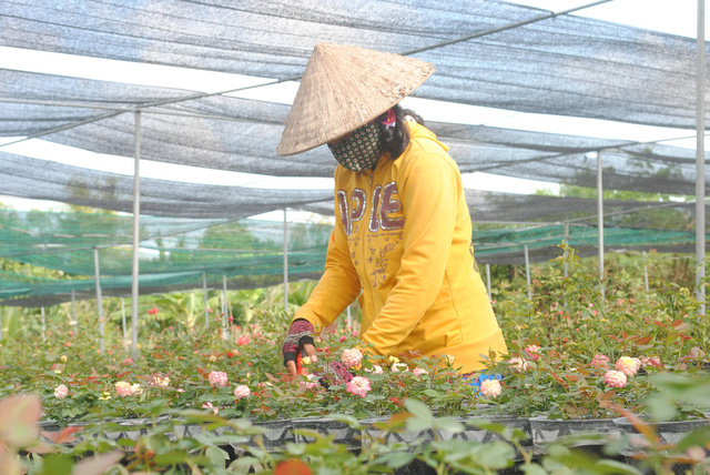 ba trieu gio hoa sa dec cho tet tang mot trieu so voi nam truoc