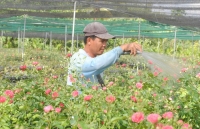 vua hoa lon nhat mien tay bat dau chuyen hang ve cho tet nhieu nha vuon da ban het hang