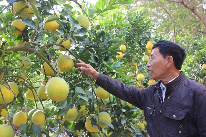 cay buoi co so qua sieu khung gia cung sieu khung tai ha noi