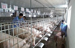 Tổng đàn heo giảm 5,8%, nguồn cung thiếu hụt không đáng lo