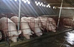 Giá heo hơi hôm nay 19/4: Miền Bắc giảm nhiệt, chẫm dứt chuỗi ngày tăng mạnh