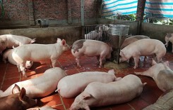 Giá heo (lợn) hơi hôm nay (16/11): Miền Nam tiếp tục biến động