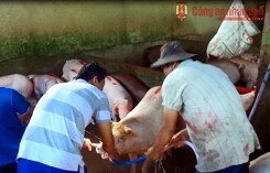 Dự báo giá heo hơi xuất chuồng ngày 12/12: Phạt 4 thanh niên bơm nước vào heo trước khi giết mổ