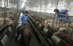 Dự báo giá heo hơi xuất chuồng ngày 15/2: TĂCN nhập khẩu đầu năm 2018 tăng mạnh