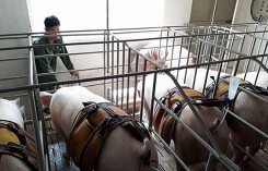 Dự báo giá heo hơi xuất chuồng ngày 9/2: Trung Quốc có thêm hàng trăm trại lợn nái quy mô lớn