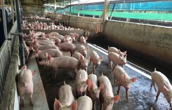 Giá heo hơi hôm nay 4/5: Có nơi tăng lên 42.000 đồng/kg