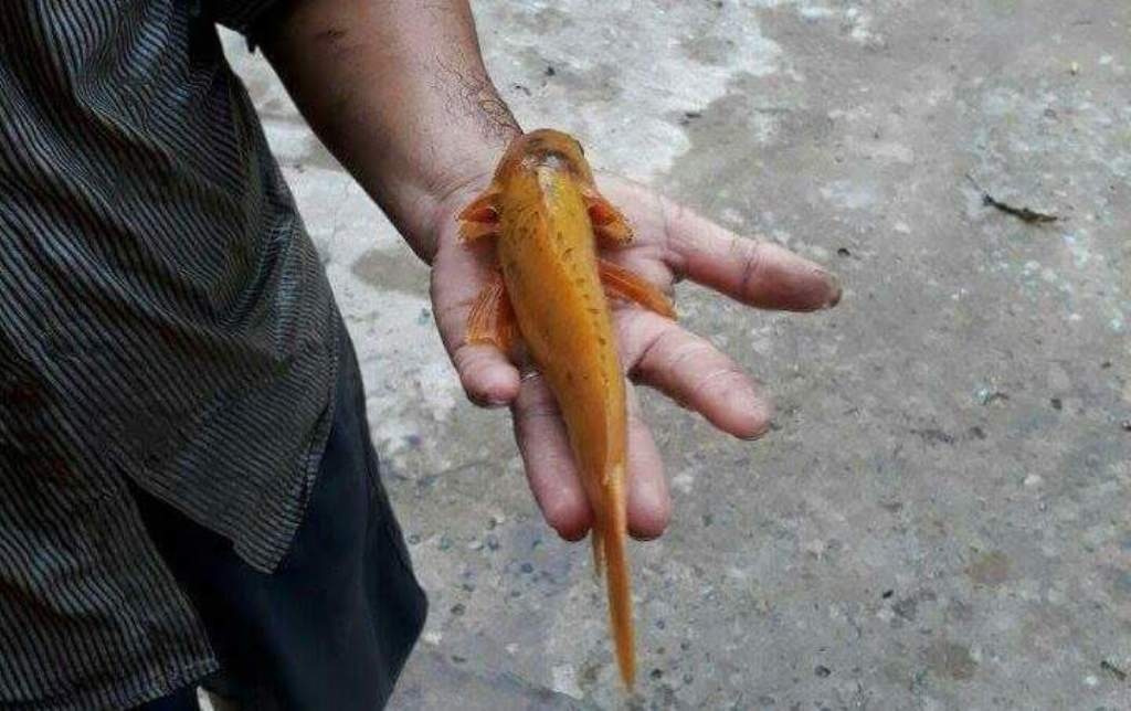 bat duoc ca ro co mau ky la o vinh long